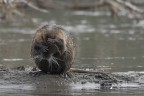 Nutria (Myocastor coypus) Nutria (Myocastor coypus)
