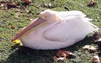 Pellicano Pellicano