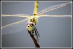 Libellula
