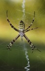 Argiope