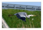 Cenerino in volo Cenerino in volo