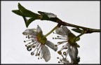 prunus prunus