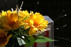 Fiore al bar Fiore al bar