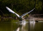 Cigno selvatico (Cygnus cygnus)