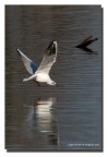 Volo radente Volo radente