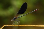 ...In Equilibrio...!!! ...In Equilibrio...!!!