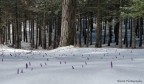 Il sottobosco Il sottobosco