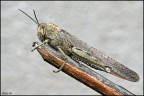 Primo scatto con EF 180 macro...
Purtroppo i soggetti scarseggiano ancora... Oggi ho trovato questa locusta un p� infreddolita...
F16, 1/13sec, iso 100.
Versione a 1200px: http://www.flickr.com/photos/fabioborile/4414297216/sizes/o/