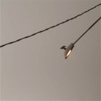 ...osservandolo li bello tranquillo a monitorare tutto intorno...ho trovato divertente rutare un po l'immagine per interpretarla un po a modo mio...