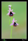 Ophrys bertolonii var. explanata Ophrys bertolonii var. explanata