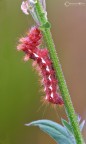 red caterpillar