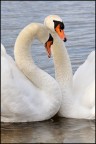 Coccole Coccole