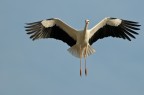 Cicogna bianca in volo Cicogna bianca in volo