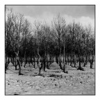 Neve e Nettar 2 Neve e Nettar 2