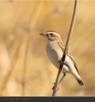 zona montana del Gargano
Nikon D300 - Sigma 500 f/4,5