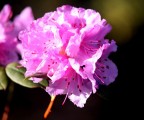 Azzalea Azzalea