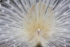 Pavone Bianco Pavone Bianco