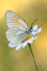 Aporia crataegi su fiore Aporia crataegi su fiore
