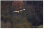 Falco di Palude Maschio Falco di Palude Maschio