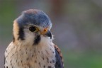 Rapace Rapace