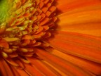 fiore d'arancio fiore d'arancio