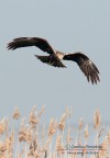 Falco di palude