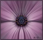 daisy daisy