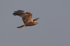 Falco di palude