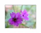 fucsia fucsia