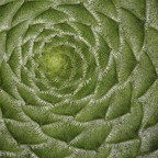 immagine rubata su un banco di vendita alla fiera 'ortogiardino' di Pordenone.
5D - EF 100macro - flash anulare - f13 - mano libera - RR circa 0,6