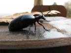 COLEOPTERALA COLEOPTERALA
