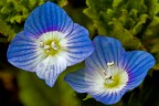 nel blu nel blu