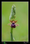 ophrys garganica II