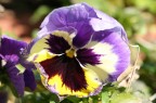 Fiore Fiore