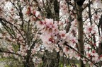 primavera