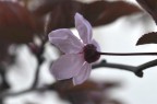 Fiori di prugna Fiori di prugna