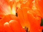 Olanda Olanda