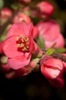 Timida primavera