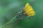 Tipula