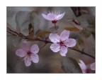 I fragili fiori del susino selvatico