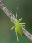 Odontura arcuata Odontura arcuata