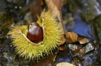 Castagne Castagne