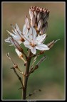 Asfodelus albus - Nikkor 180mm f2.8 con tubo prolungo PK13 Asfodelus albus - Nikkor 180mm f2.8 con tubo prolungo PK13