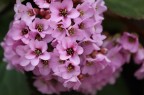 Fiori Fiori