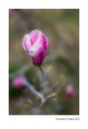 Una Vita In Rosa Una Vita In Rosa