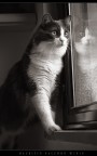 Curiosone!! Curiosone!!