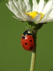 Coccinella freeclimber Coccinella freeclimber