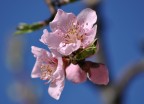 Fiore di pesco Fiore di pesco