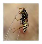 una vespa non fa primavera