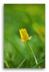 Giallo Primavera Giallo Primavera